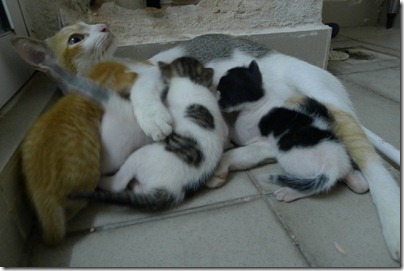 mummy cat and her four kittens