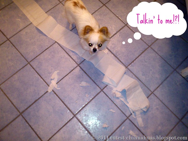 Chihuahua stjäl toapapper