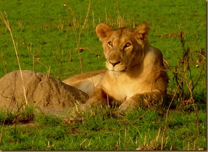 Queen Eliz Game Park March 28 356