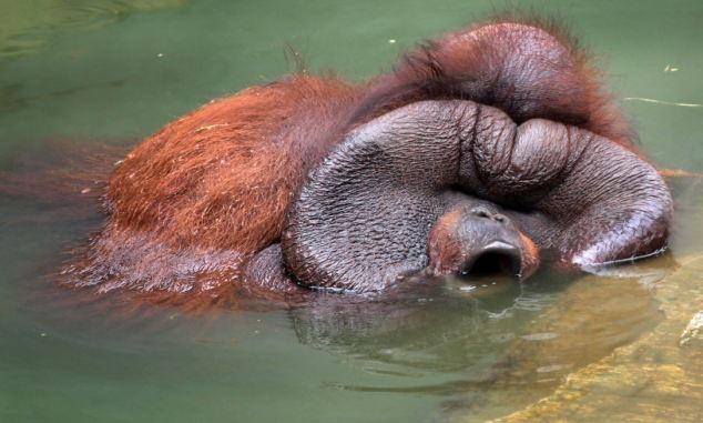 Enormous orangutan  chews the fat  as he takes it easy in 