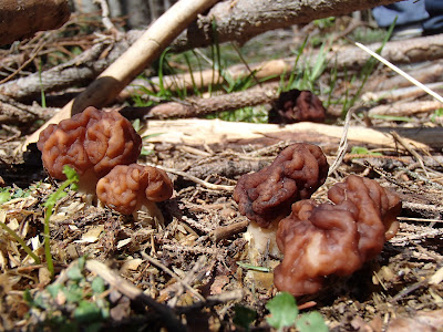  Piestrzenica kasztanowata Gyromitra esculenta