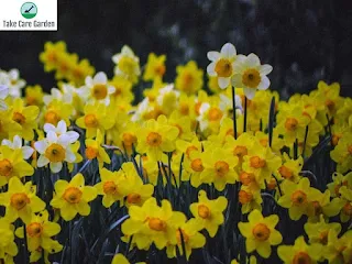 5 Reasons Why Narcissus Plants Are a Must-Have for Your Garden