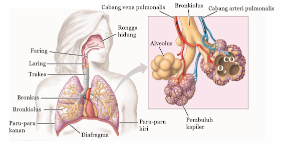 Gambar Sistem Pernafasan  Manusia.