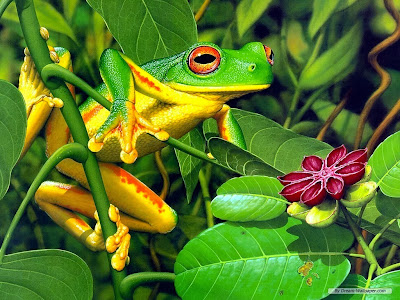 Frog wallpaper