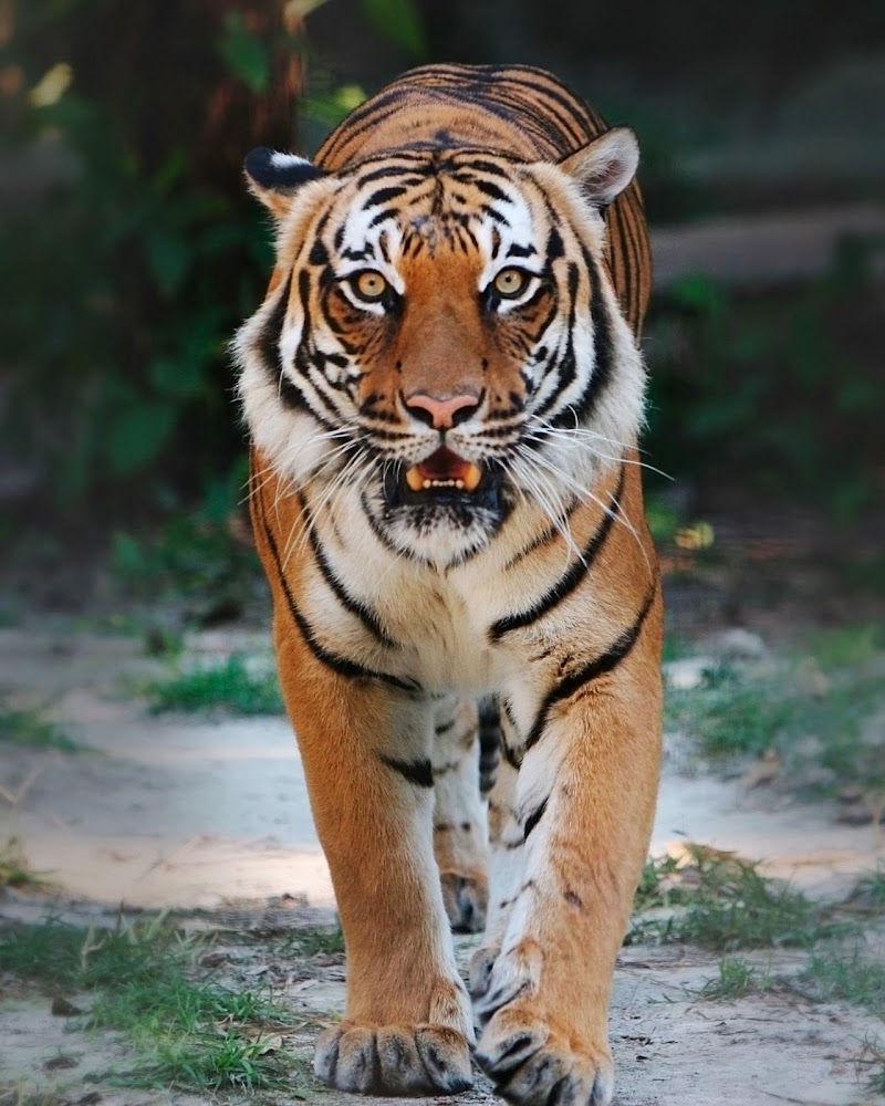 11+ Keren Abis Gambar Harimau Marah