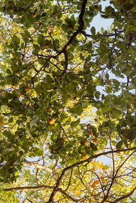 Himmel durch Geäst - Quittenbaum - © K. Matijasevic