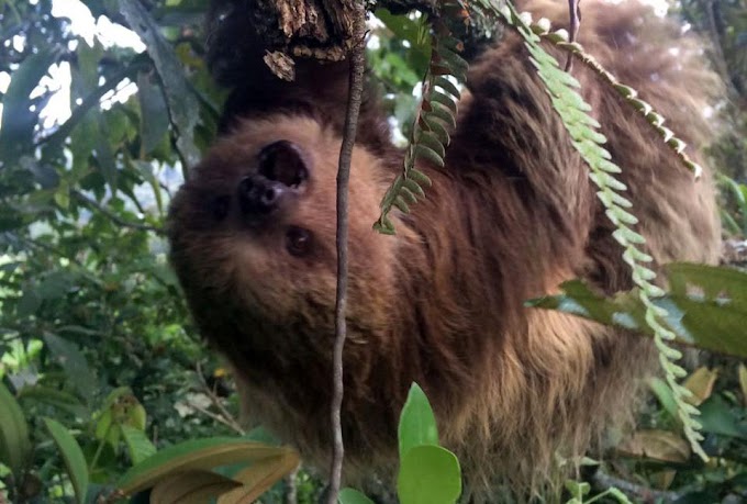 Oso perezoso recuperado por la CAS en Guaca vuelve a libertad