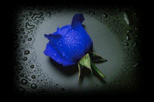 Blue rose for