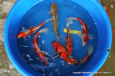 The Blackwater Blog: Cheap Koi for Sale