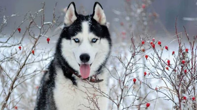O cachorro da neve (Husky Siberiano)