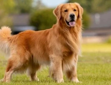 does golden retrievers shed a lot