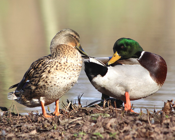 how to differentiate male and female ducks, differences between male and female ducks, male vs female ducks