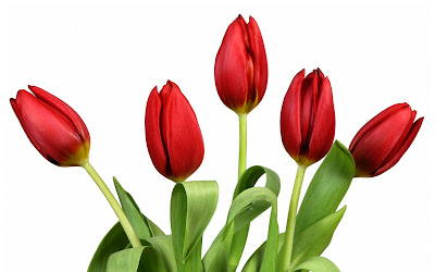 Tulipanes de colores para el Día de las Madres