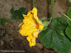 Pumpkin Flowers