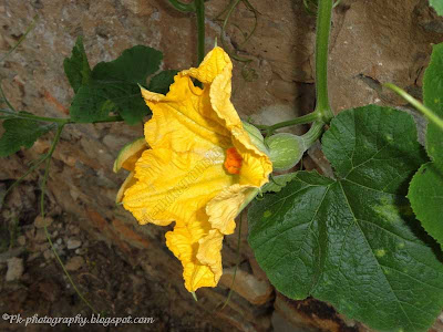 Pumpkin Flowers