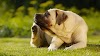 Understanding Grass Mites and Their Impact on Dog Health