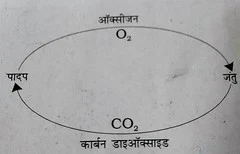 Solutions Class 7 विज्ञान Chapter-17 (वन: हमारी जीवन रेखा)