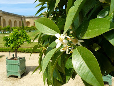 Orangerie guillaume lelasseux 2008