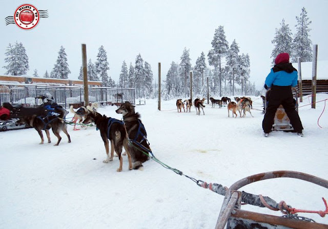 Trineos de huskies en Rovaniemi, Finlandia