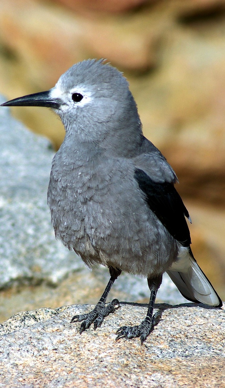 Picture of a clark's nutcracker.