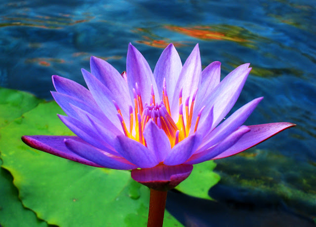 Lotus Flowers Flower HD Wallpapers, Images, PIctures