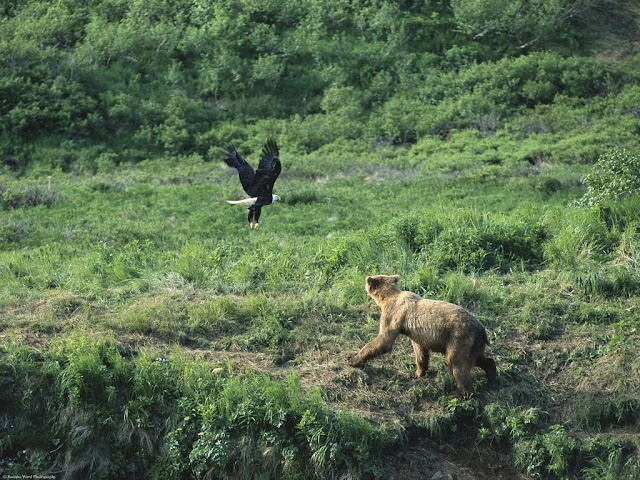 Beautiful,cute,dangerous brown,black bear,bear running and crying on beautiful  grass ground,wallpapers,pictures,images    