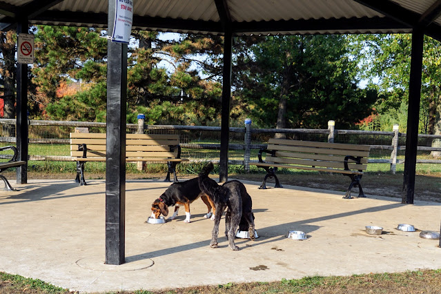 Dogs drinking water in a shelter in the Botany Hill Dog Park