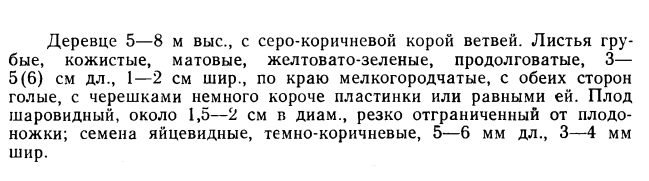 Описание груши тускаульской, данное И.Т. Васильченко