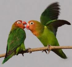 9 Jenis Lovebird yang Paling Terkenal Usaha Rumahan