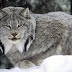 Lynx HD Wallpapers