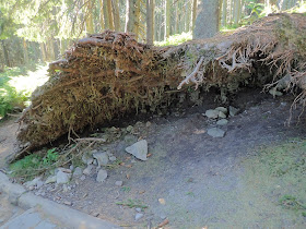 Babia Góra; szlak z Przełęczy Krowiarki i ze Stańcowej, Babia Góra w lipcu