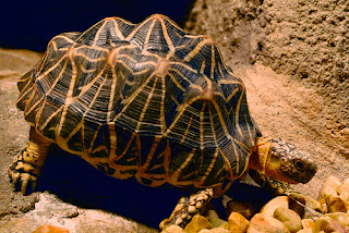 indian star tortoise