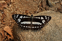 Phaedyma columella the Short-banded Sailor butterfly