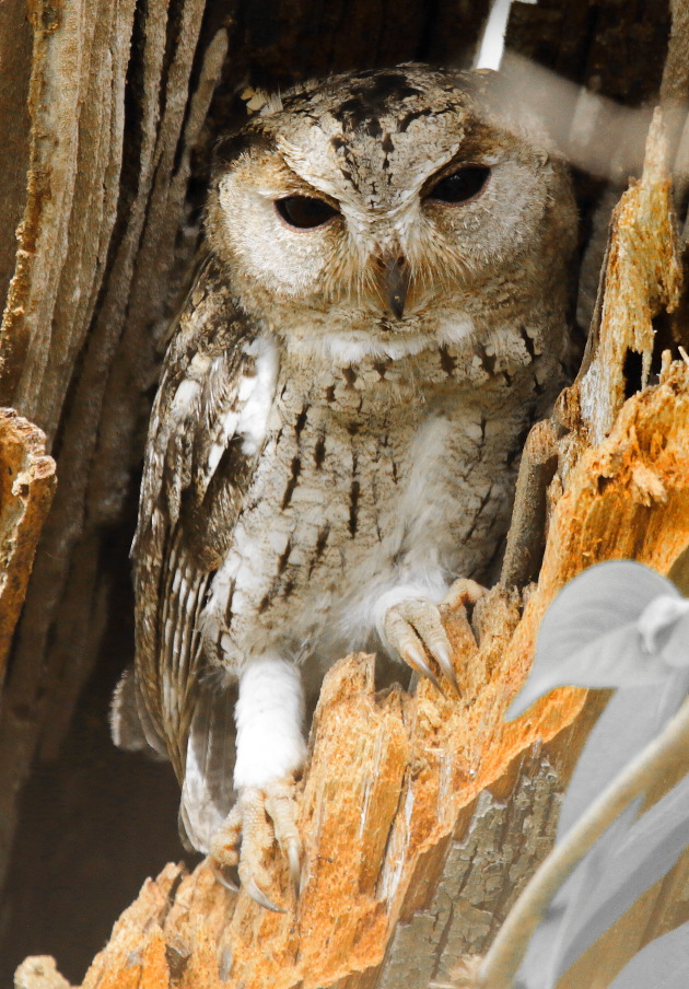 Collared Scops Owl from Tadoba Tiger Reserve, India