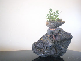 Mini saikei - shell displayed on volcanic rock