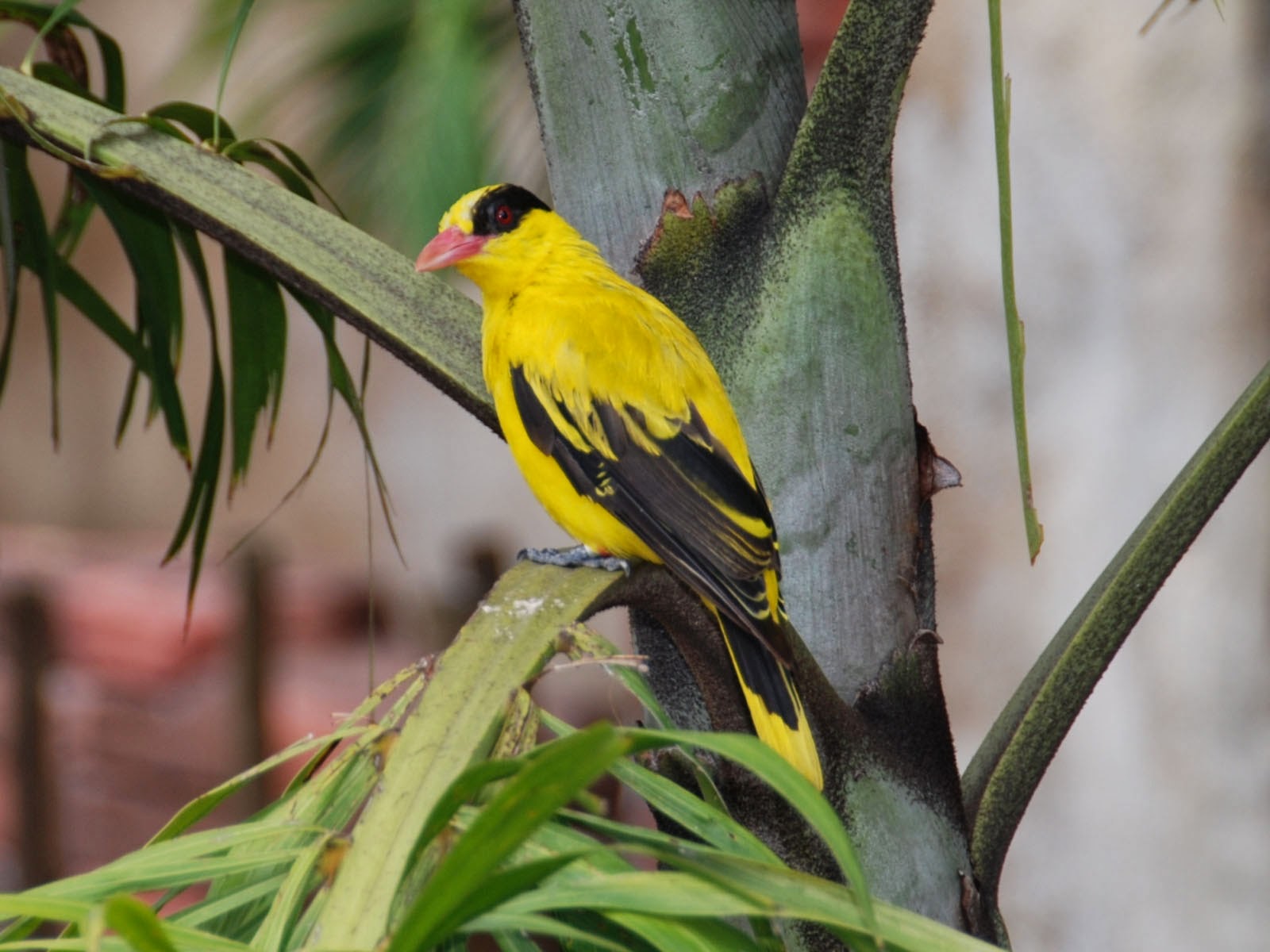 Gambar Burung Kepodang 