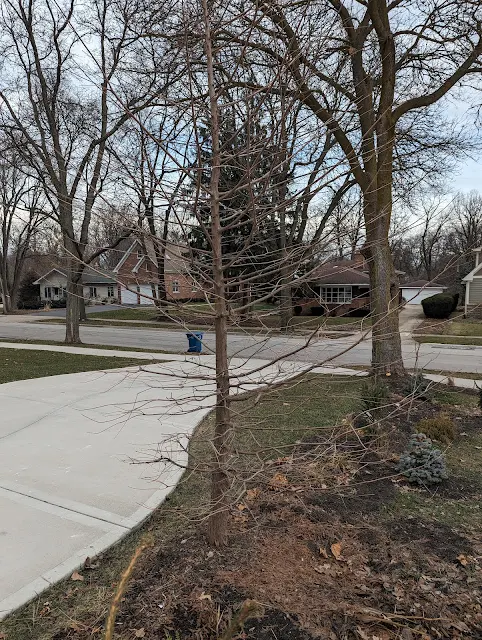 Dormant Pruning Bald Cypress Tree