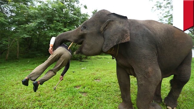 மேலும் ஒருவர் யானையின் தாக்குதலுக்கு பலியாகி உள்ளார் .