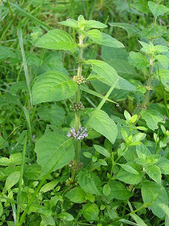 Mentha-arvensis