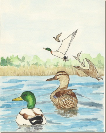 Mallard