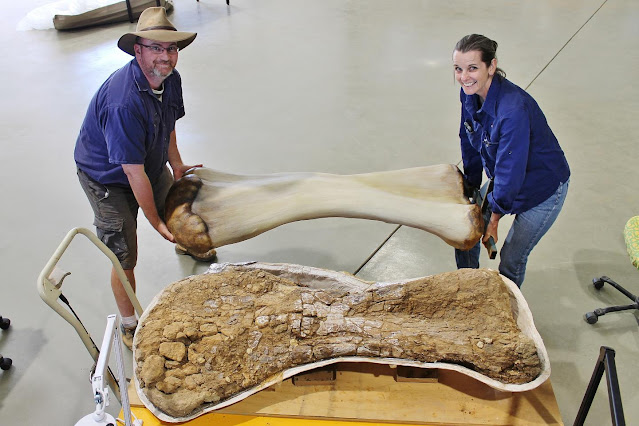 Δεινόσαυρος που εντοπίστηκε στην Αυστραλία είναι ο μεγαλύτερος που βρέθηκε ποτέ στην ήπειρο
