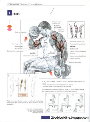 how to do bicep curls