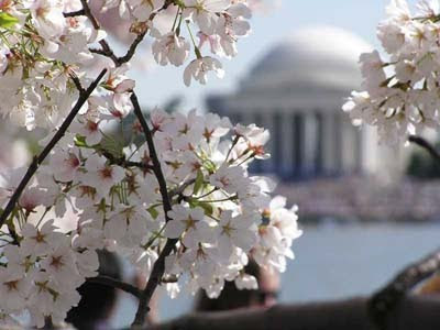 Cherry Blossom Festival. The National Cherry Blossom