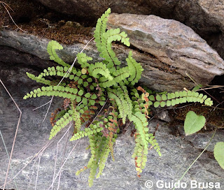 Asplenium adulterinum