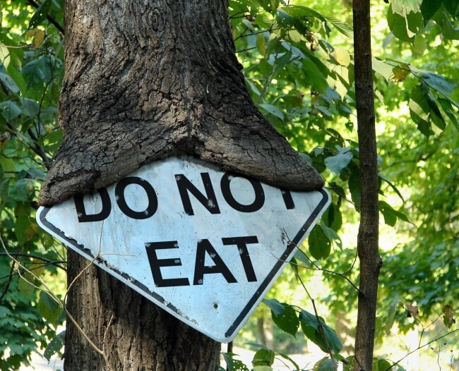 18 Pictures That Show How Nature Secretly Laughs At Us - Unluckily, trees cannot read.