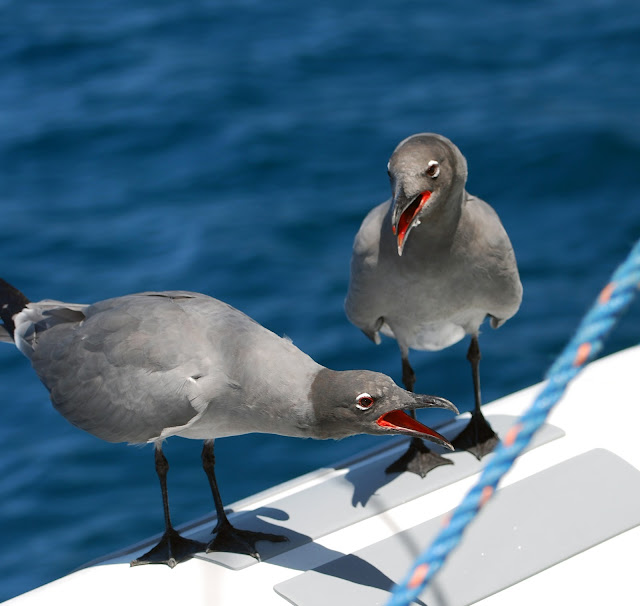 gull wallpaper,gull images;gull photo,gull picture,beautiful gull,cute gull,Pacific Gull, Larus pacificus, Belcher's Gull, Larus belcheri, Olrog's Gull, Larus atlanticus Black-tailed Gull, Larus crassirostris ,Heermann's Gull, Larus heermanni,Common Gull or Mew Gull, Larus canus,Ring-billed Gull, Larus delawarensis,California Gull, Larus californicusGreat Black-backed Gull, Larus marinus,Kelp Gull, Larus dominicanus, (called "Southern Black-backed Gull" or "Karoro" in New Zealand),Cape Gull, Larus dominicanus vetula,Glaucous-winged Gull, Larus glaucescens,Western Gull, Larus occidentalis,Yellow-footed Gull, Larus livens,Glaucous Gull, Larus hyperboreus,Iceland Gull, Larus glaucoides,Kumlien's Gull, Larus glaucoides kumlieni Thayer's Gull, Larus thayeri,European Herring Gull, Larus argentatus,Heuglin's Gull, Larus heuglini,American Herring Gull,Larus smithsonianus,Yellow-legged Gull,Larus michahellis,Caspian Gull, Larus cachinnans,East Siberian Herring Gull, Larus vegae,Armenian Gull,Larus armenicus,Slaty-backed Gull,Larus schistisagus,Lesser Black-backed Gull,Larus fuscus,White-eyed Gull,Ichthyaetus leucophthalmus,Sooty Gull,Ichthyaetus hemprichii,Great Black-headed Gull,Ichthyaetus ichthyaetus,Audouin's Gull, Ichthyaetus audouinii,Mediterranean Gull, Ichthyaetus melanocephalus,Relict Gull, Ichthyaetus relictus,Dolphin Gull, Leucophaeus scoresbii,Laughing Gull, Leucophaeus atricilla,Franklin's Gull, Leucophaeus pipixcan,Lava Gull, Leucophaeus fuliginosus,Gray Gull, Leucophaeus modestus,Silver Gull, Chroicocephalus novaehollandiae,Red-billed Gull, Chroicocephalus scopulinus,Hartlaub's Gull, Chroicocephalus hartlaubii,  Brown-hooded Gull, Chroicocephalus maculipennis,Gray-hooded Gull, Chroicocephalus cirrocephalus,Andean Gull, Chroicocephalus serranus,Black-billed Gull, Chroicocephalus bulleri,Brown-headed Gull, Chroicocephalus brunnicephalus,Black-headed Gull, Chroicocephalus ridibundus,Slender-billed Gull, Chroicocephalus genei,Bonaparte's Gull, Chroicocephalus philadelphia,