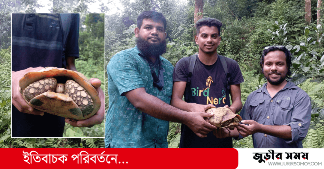 জুড়ীতে মহাবিপন্ন পাহাড়ী হলুদ কচ্ছপ উদ্ধার, বনে অবমুক্ত