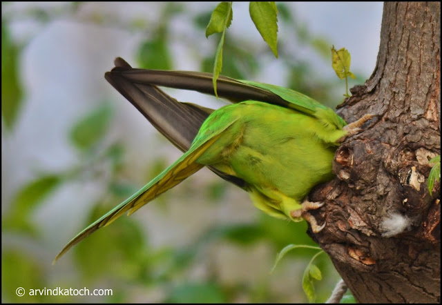 Rose-ringed parakeet, nest