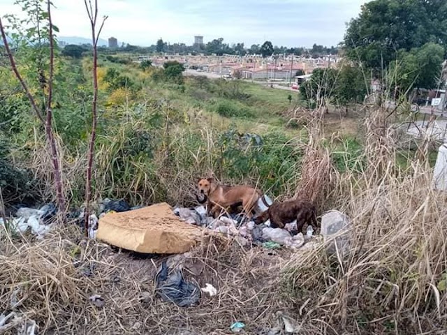 El mal habito de arrojar basura al costado de la ruta