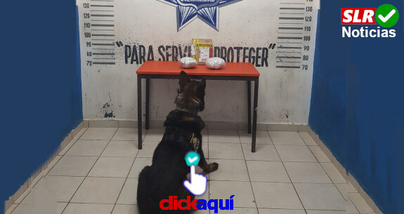 can-policia-detecta-droga-playadelcarmen